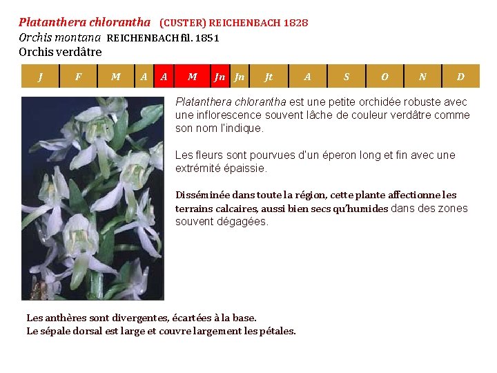 Platanthera chlorantha (CUSTER) REICHENBACH 1828 Orchis montana REICHENBACH fil. 1851 Orchis verdâtre J F