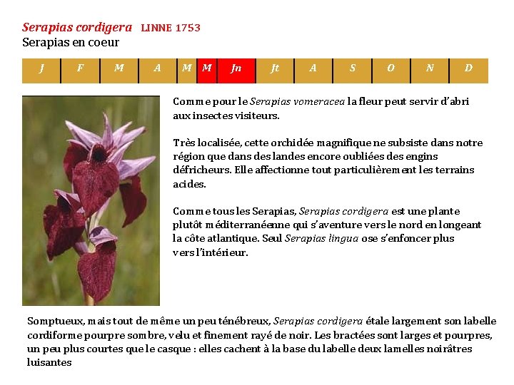 Serapias cordigera LINNE 1753 Serapias en coeur J F M A M M Jn