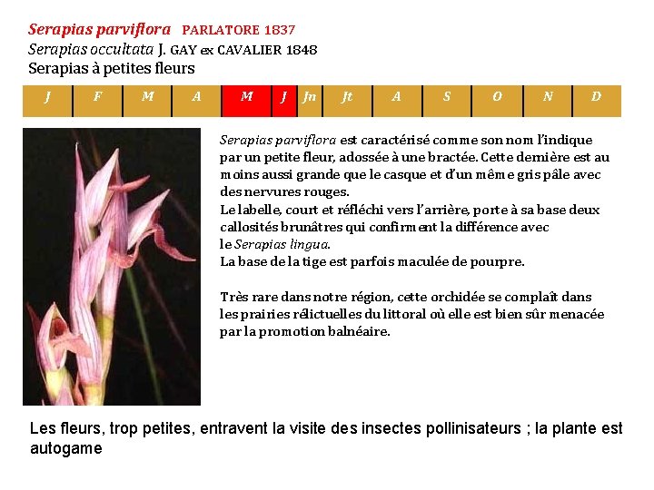 Serapias parviflora PARLATORE 1837 Serapias occultata J. GAY ex CAVALIER 1848 Serapias à petites