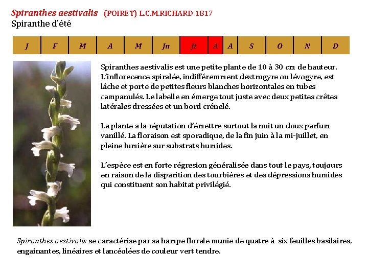 Spiranthes aestivalis (POIRET) L. C. M. RICHARD 1817 Spiranthe d’été J F M A
