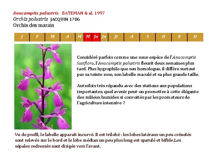 Anacamptis palustris BATEMAN & al. 1997 Orchis palustris JACQUIN 1786 Orchis des marais J