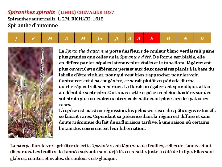 Spiranthes spiralis (LINNE) CHEVALIER 1827 Spiranthes autumnalis L. C. M. RICHARD 1818 Spiranthe d’automne