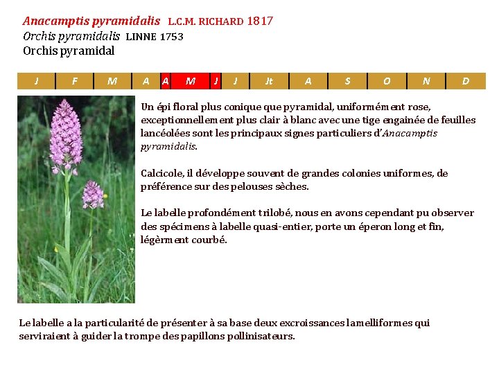 Anacamptis pyramidalis L. C. M. RICHARD 1817 Orchis pyramidalis J F M ALINNE 1753