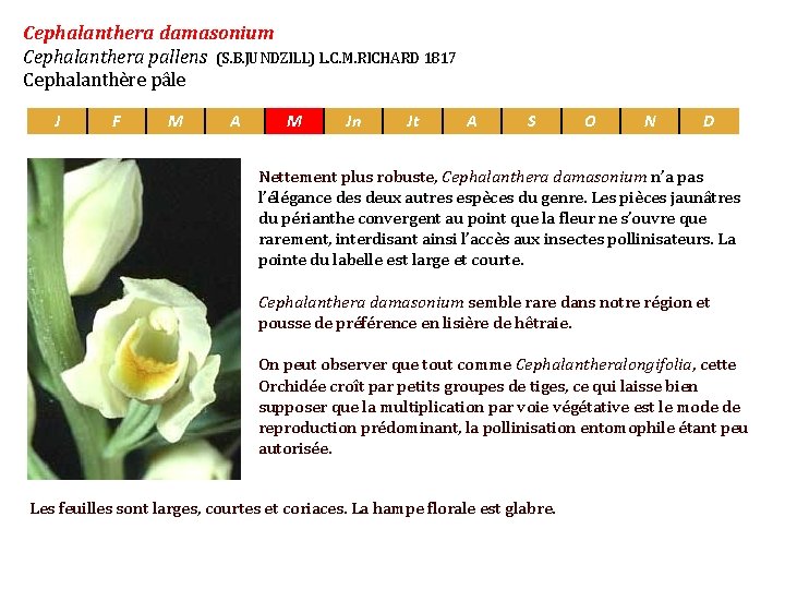 Cephalanthera damasonium Cephalanthera pallens J F M A (S. B. JUNDZILL) L. C. M.