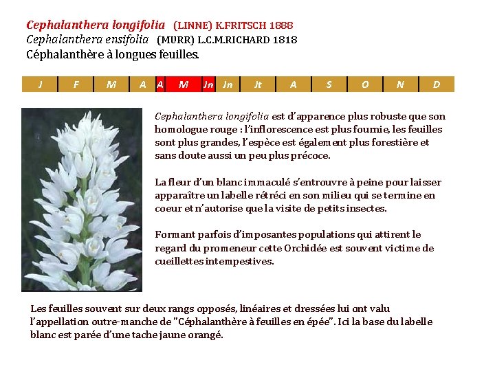 Cephalanthera longifolia (LINNE) K. FRITSCH 1888 Cephalanthera ensifolia (MURR) L. C. M. RICHARD 1818