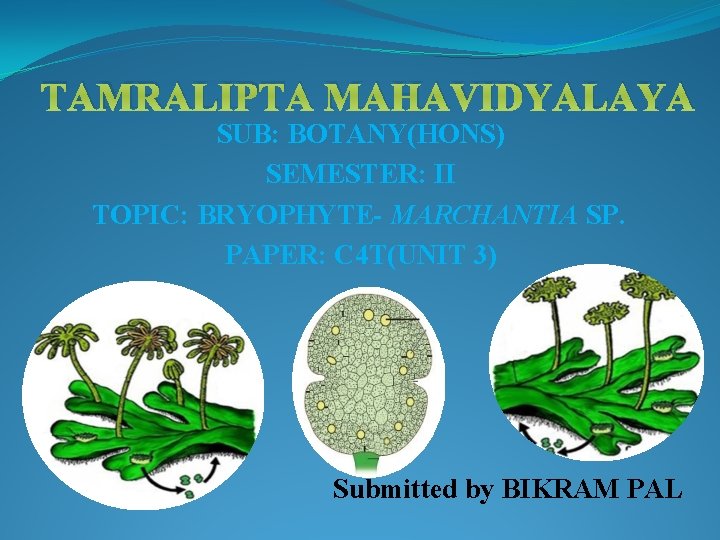 TAMRALIPTA MAHAVIDYALAYA SUB: BOTANY(HONS) SEMESTER: II TOPIC: BRYOPHYTE– MARCHANTIA SP. PAPER: C 4 T(UNIT