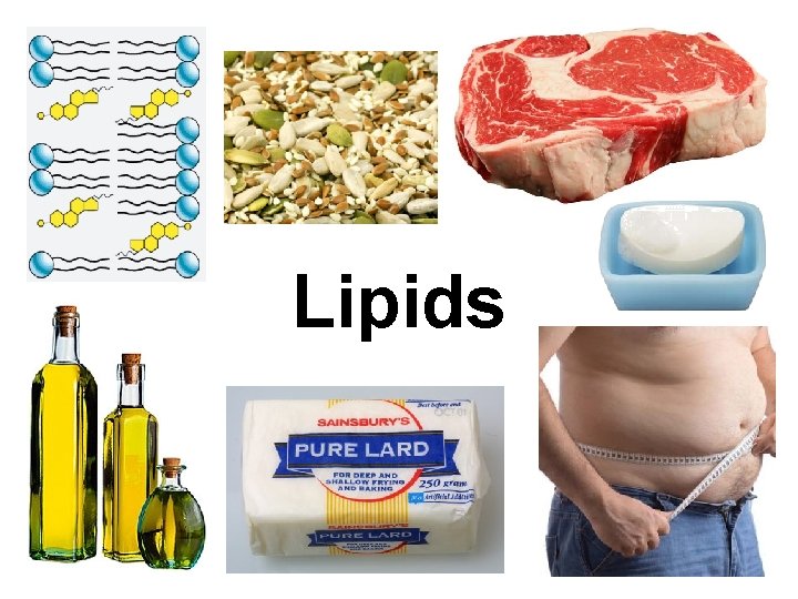 Lipids 