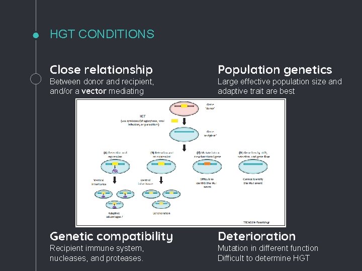 HGT CONDITIONS Close relationship Population genetics Genetic compatibility Deterioration Between donor and recipient, and/or
