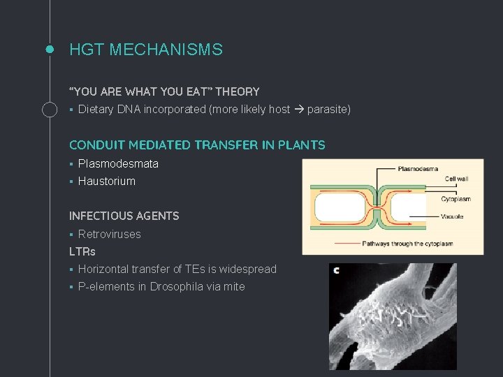 HGT MECHANISMS “YOU ARE WHAT YOU EAT” THEORY § Dietary DNA incorporated (more likely