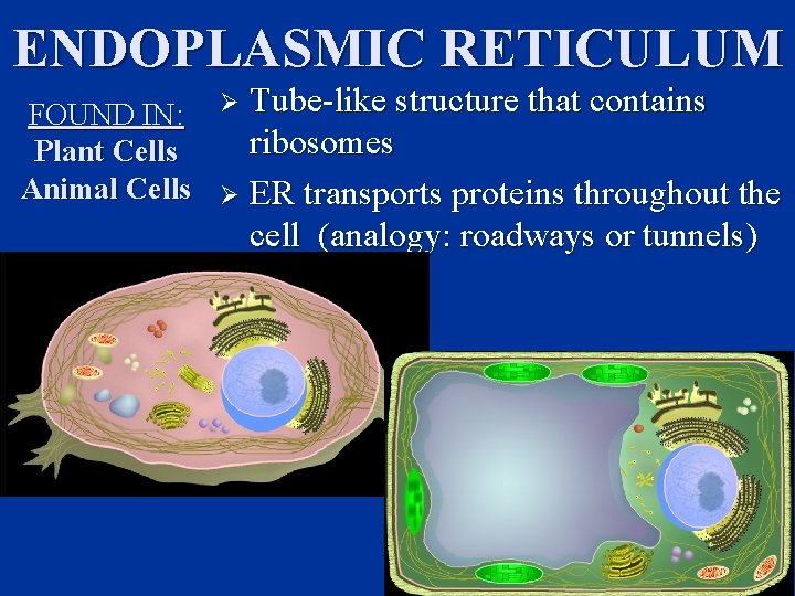 ENDOPLASMIC RETICULUM FOUND IN: Ø Tube-like structure that contains ribosomes Plant Cells Animal Cells