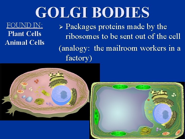 GOLGI BODIES FOUND IN: Plant Cells Animal Cells Packages proteins made by the ribosomes