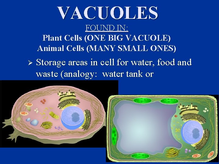 VACUOLES FOUND IN: Plant Cells (ONE BIG VACUOLE) Animal Cells (MANY SMALL ONES) Ø