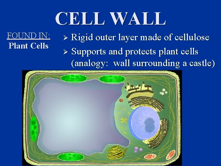 CELL WALL FOUND IN: Plant Cells Rigid outer layer made of cellulose Ø Supports