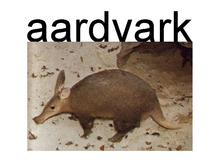 aardvark 