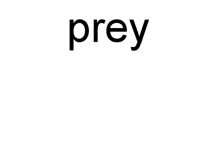 prey 