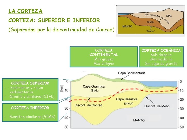 LA CORTEZA: SUPERIOR E INFERIOR (Separadas por la discontinuidad de Conrad) CORTEZA CONTINENTAL Más