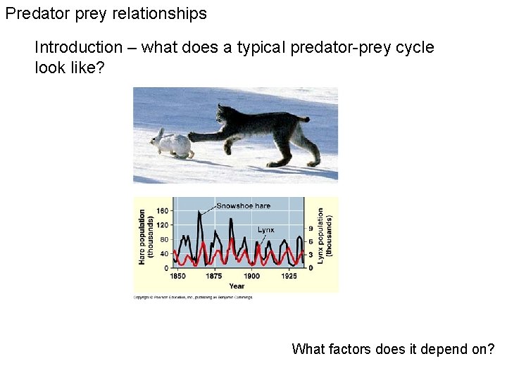 Predator prey relationships Introduction – what does a typical predator-prey cycle look like? What