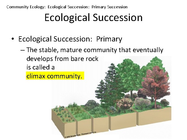 Community Ecology: Ecological Succession: Primary Succession Ecological Succession • Ecological Succession: Primary – The