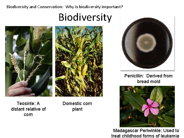 Biodiversity and Conservation: Why is biodiversity important? Biodiversity Penicillin: Derived from bread mold Teosinte: