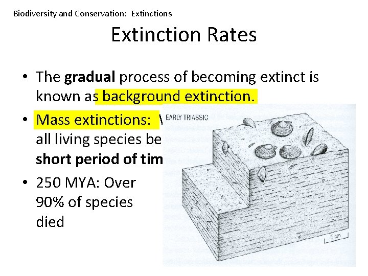 Biodiversity and Conservation: Extinctions Extinction Rates • The gradual process of becoming extinct is
