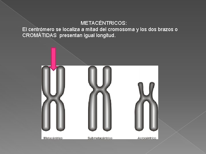 METACÉNTRICOS: El centrómero se localiza a mitad del cromosoma y los dos brazos o METACÉNTRICOS: El centrómero se localiza a mitad del cromosoma y los dos brazos o