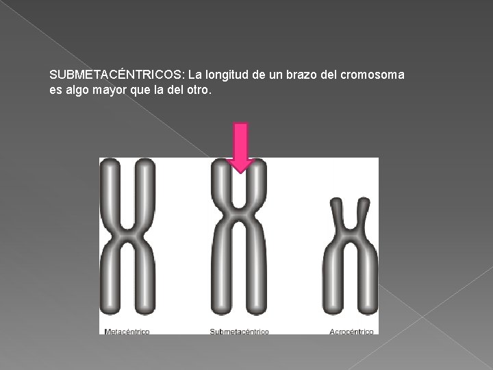 SUBMETACÉNTRICOS: La longitud de un brazo del cromosoma es algo mayor que la del SUBMETACÉNTRICOS: La longitud de un brazo del cromosoma es algo mayor que la del