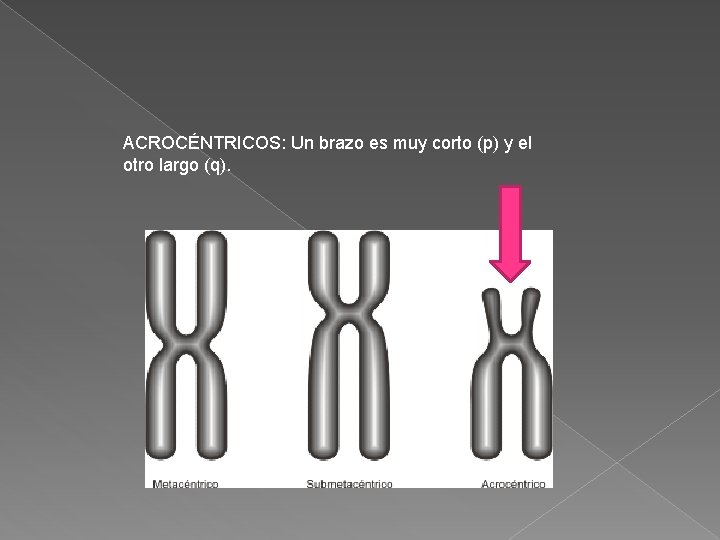 ACROCÉNTRICOS: Un brazo es muy corto (p) y el otro largo (q). ACROCÉNTRICOS: Un brazo es muy corto (p) y el otro largo (q).