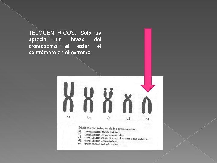 TELOCÉNTRICOS: Sólo se aprecia un brazo del cromosoma al estar el centrómero en el TELOCÉNTRICOS: Sólo se aprecia un brazo del cromosoma al estar el centrómero en el