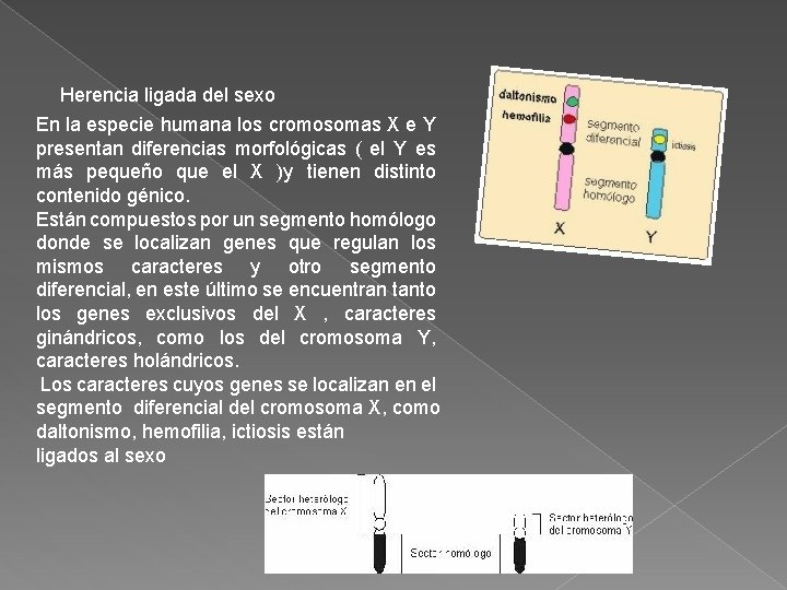 Herencia ligada del sexo En la especie humana los cromosomas X e Y presentan Herencia ligada del sexo En la especie humana los cromosomas X e Y presentan