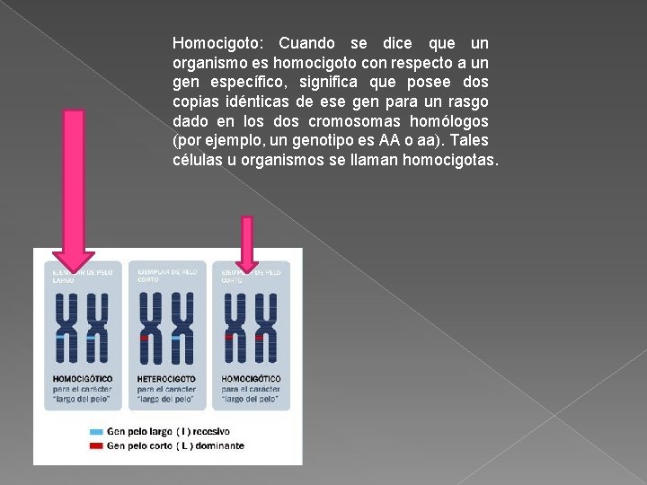 Homocigoto: Cuando se dice que un organismo es homocigoto con respecto a un gen Homocigoto: Cuando se dice que un organismo es homocigoto con respecto a un gen