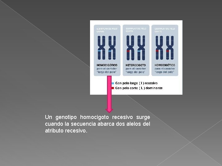 Un genotipo homocigoto recesivo surge cuando la secuencia abarca dos alelos del atributo recesivo. Un genotipo homocigoto recesivo surge cuando la secuencia abarca dos alelos del atributo recesivo.