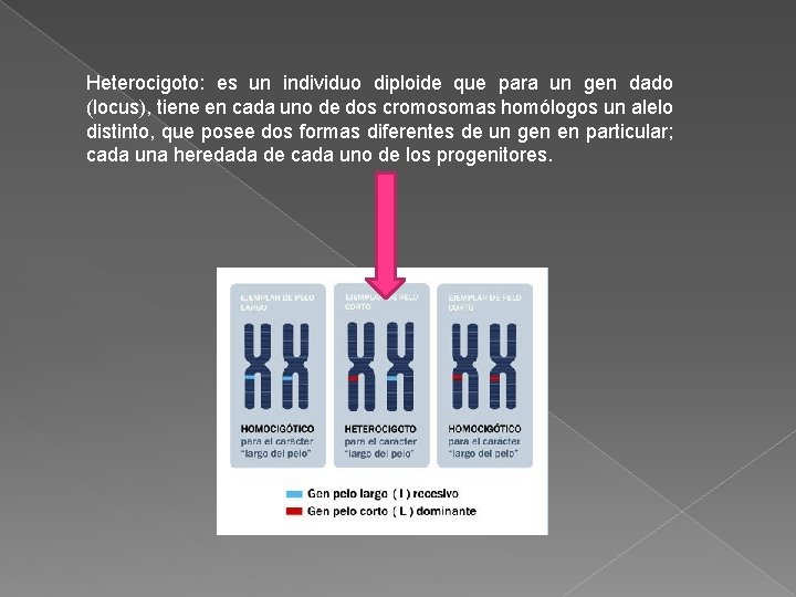 Heterocigoto: es un individuo diploide que para un gen dado (locus), tiene en cada Heterocigoto: es un individuo diploide que para un gen dado (locus), tiene en cada