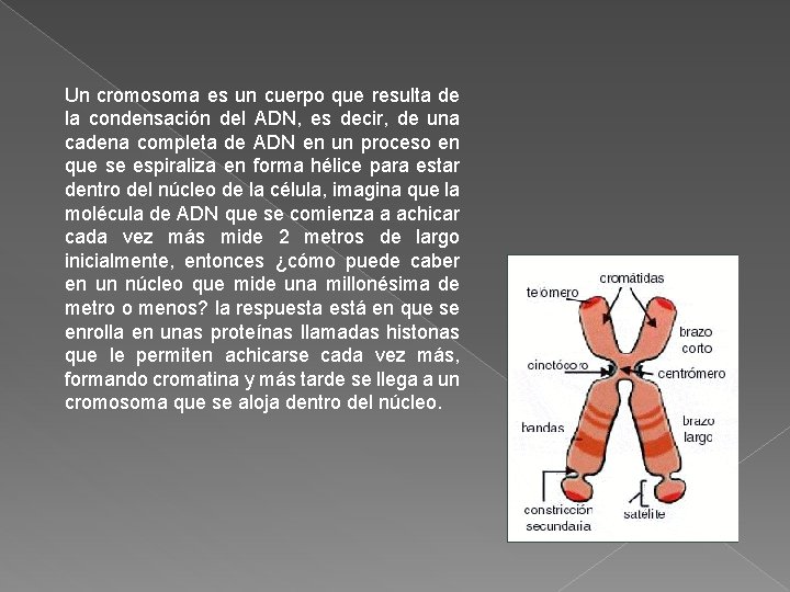 Un cromosoma es un cuerpo que resulta de la condensación del ADN, es decir, Un cromosoma es un cuerpo que resulta de la condensación del ADN, es decir,
