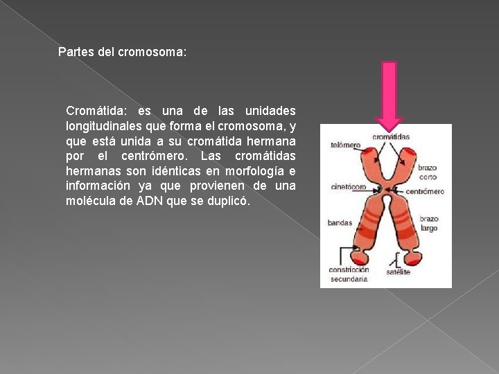 Partes del cromosoma: Cromátida: es una de las unidades longitudinales que forma el cromosoma, Partes del cromosoma: Cromátida: es una de las unidades longitudinales que forma el cromosoma,
