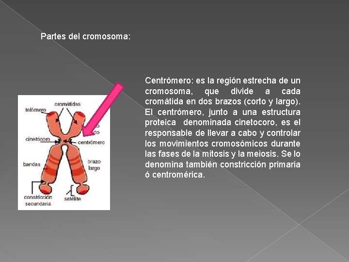Partes del cromosoma: Centrómero: es la región estrecha de un cromosoma, que divide a Partes del cromosoma: Centrómero: es la región estrecha de un cromosoma, que divide a