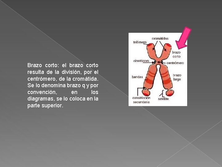 Brazo corto: el brazo corto resulta de la división, por el centrómero, de la Brazo corto: el brazo corto resulta de la división, por el centrómero, de la