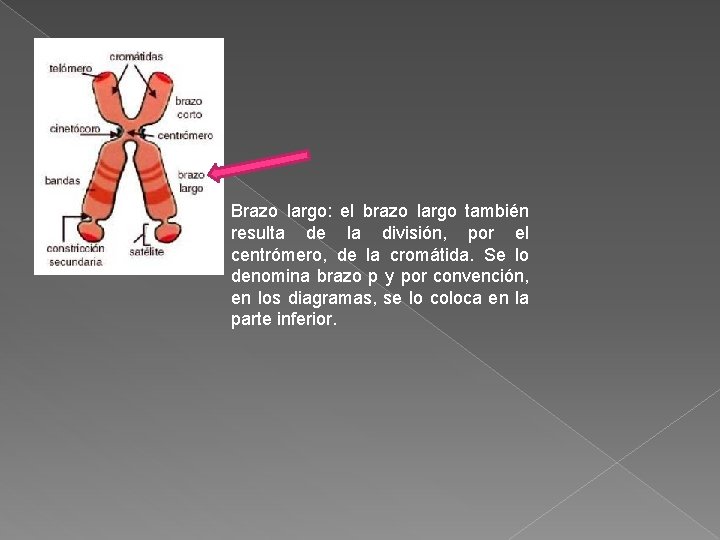 Brazo largo: el brazo largo también resulta de la división, por el centrómero, de Brazo largo: el brazo largo también resulta de la división, por el centrómero, de