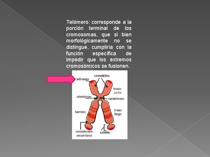 Telómero: corresponde a la porción terminal de los cromosomas, que si bien morfológicamente no Telómero: corresponde a la porción terminal de los cromosomas, que si bien morfológicamente no
