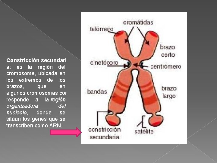 Constricción secundari a: es la región del cromosoma, ubicada en los extremos de los Constricción secundari a: es la región del cromosoma, ubicada en los extremos de los