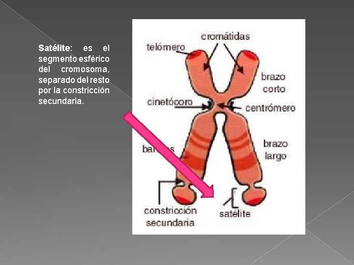 Satélite: es el segmento esférico del cromosoma, separado del resto por la constricción secundaria. Satélite: es el segmento esférico del cromosoma, separado del resto por la constricción secundaria.