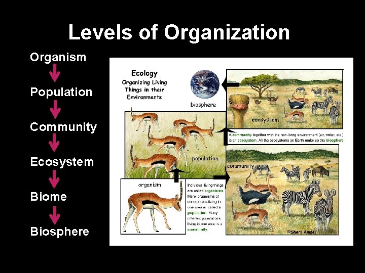 Levels of Organization Organism Population Community Ecosystem Biome Biosphere 