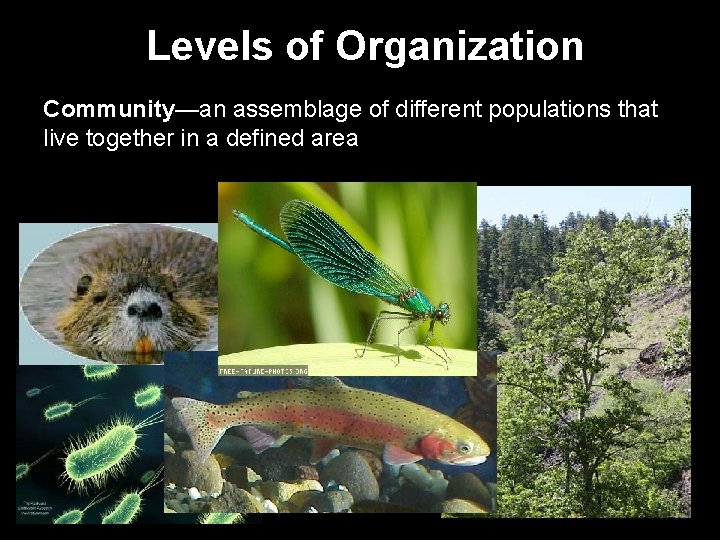 Levels of Organization Community—an assemblage of different populations that live together in a defined