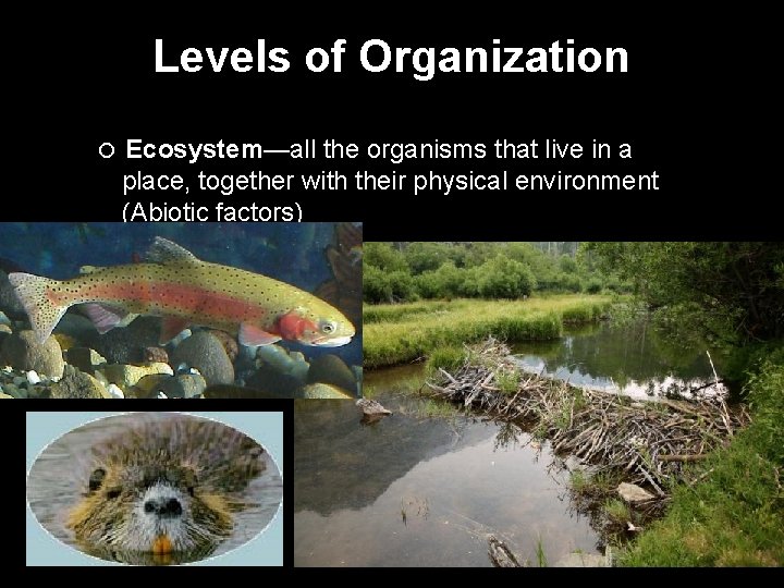 Levels of Organization Ecosystem—all the organisms that live in a place, together with their