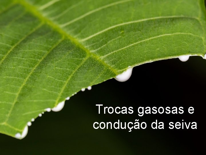 Trocas gasosas e condução da seiva 