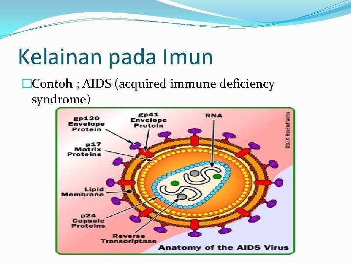 Kelainan pada Imun �Contoh ; AIDS (acquired immune deficiency syndrome) 