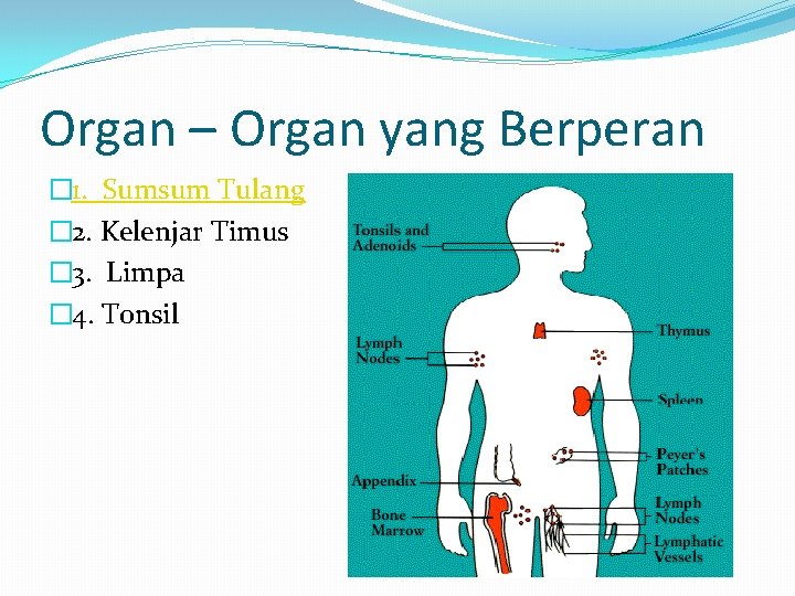 Organ – Organ yang Berperan � 1. Sumsum Tulang � 2. Kelenjar Timus �
