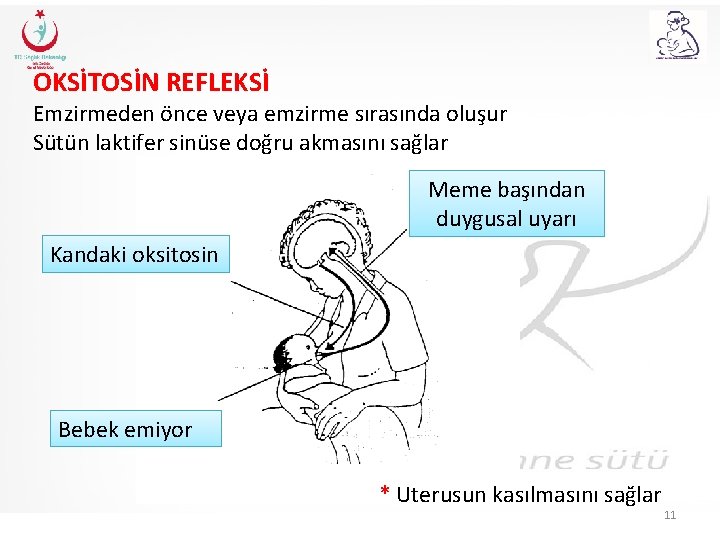 OKSİTOSİN REFLEKSİ Emzirmeden önce veya emzirme sırasında oluşur Sütün laktifer sinüse doğru akmasını sağlar