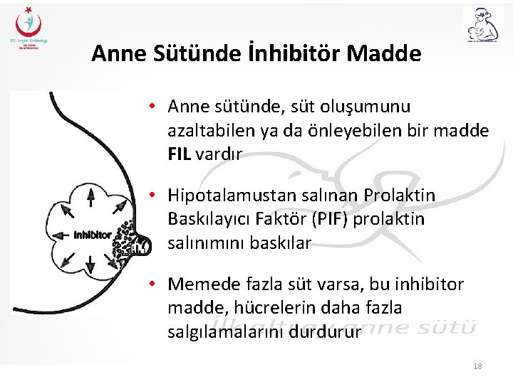 Anne Sütünde İnhibitör Madde • Anne sütünde, süt oluşumunu azaltabilen ya da önleyebilen bir