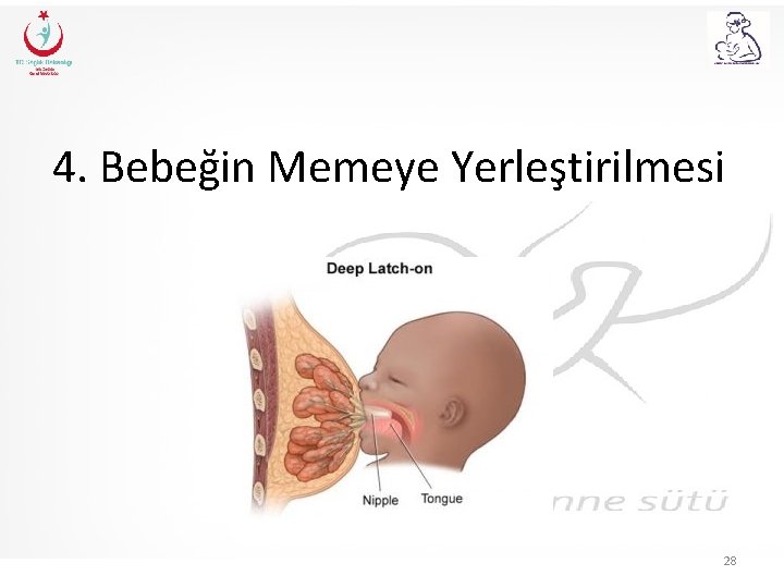 4. Bebeğin Memeye Yerleştirilmesi 28 