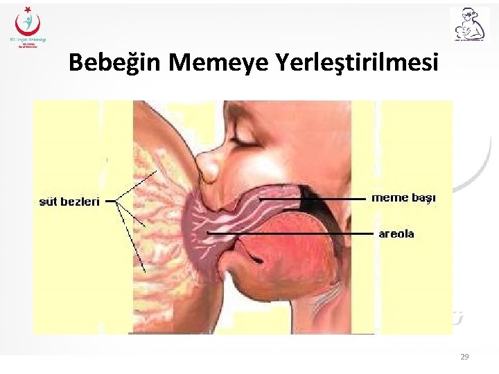 Bebeğin Memeye Yerleştirilmesi 29 